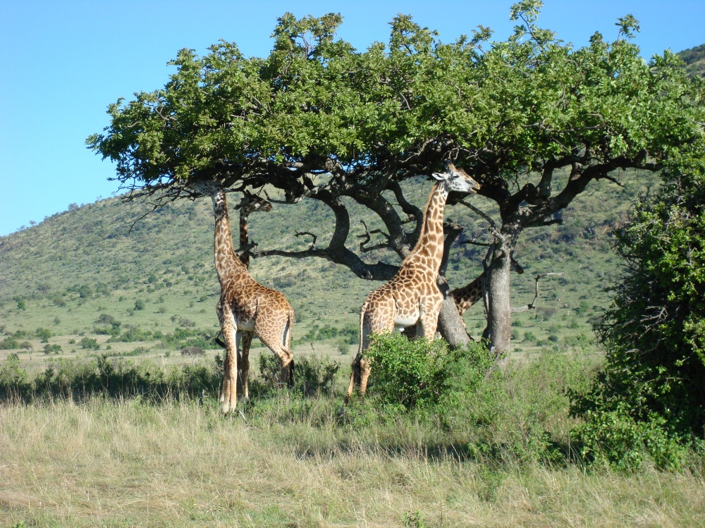 Two giraffes stand beneath a tree