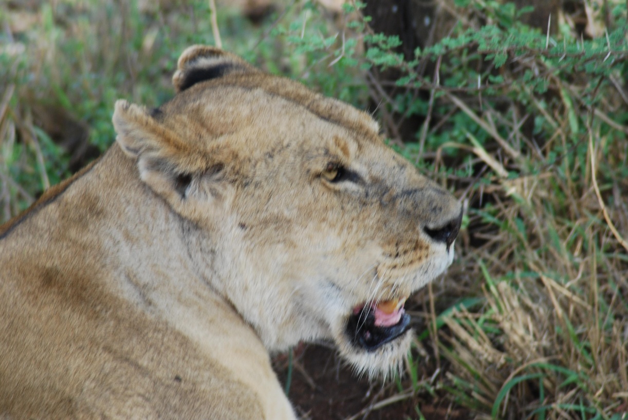 A lion lounges in the grass