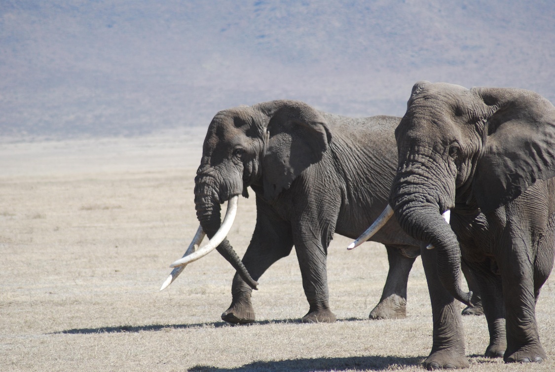 Two elephants walking side by side