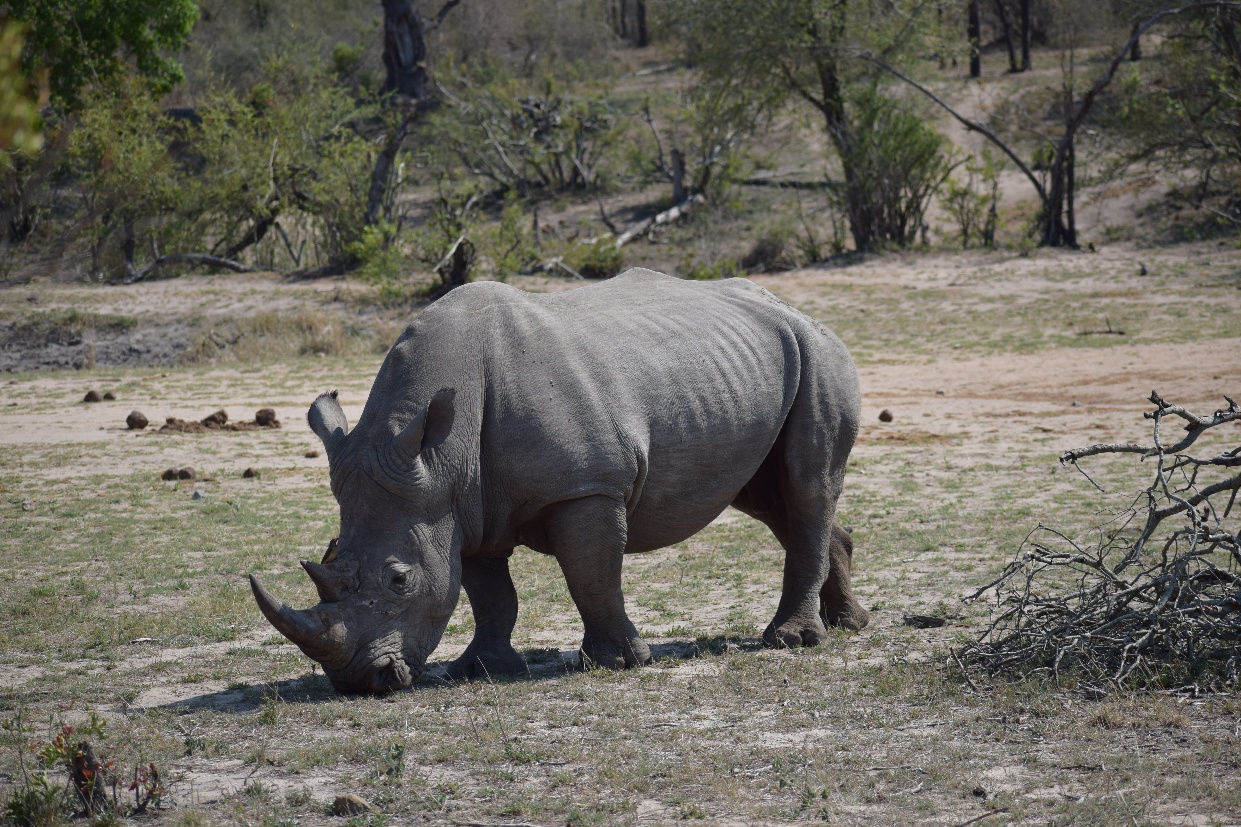 A rhino stands in a grassy field