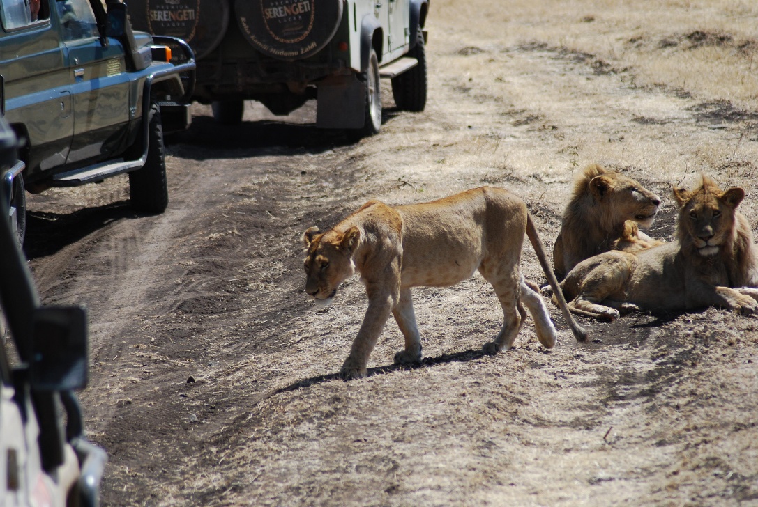 A group of lions lounging on a dirt road